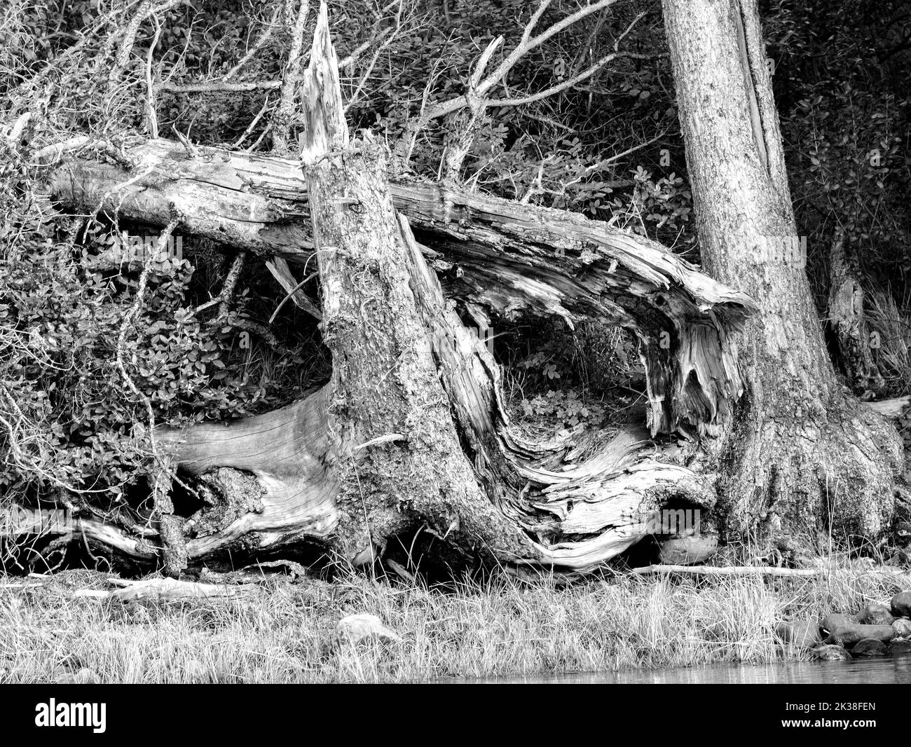 Dead, bleached trees in B&W Stock Photo