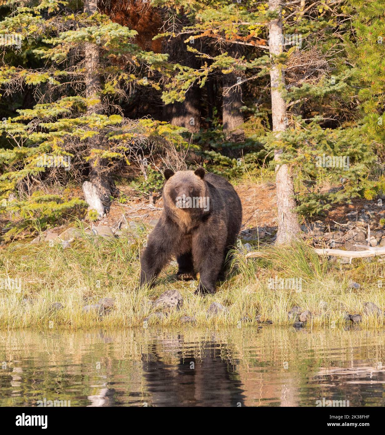 Grizzly Bear Adult Near Shoreline Stock Photo