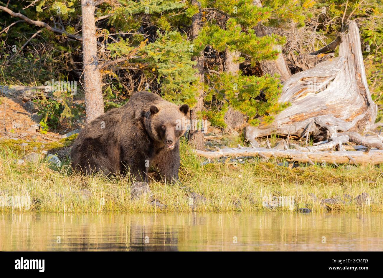 Grizzly Bear Adult Near Shoreline Stock Photo