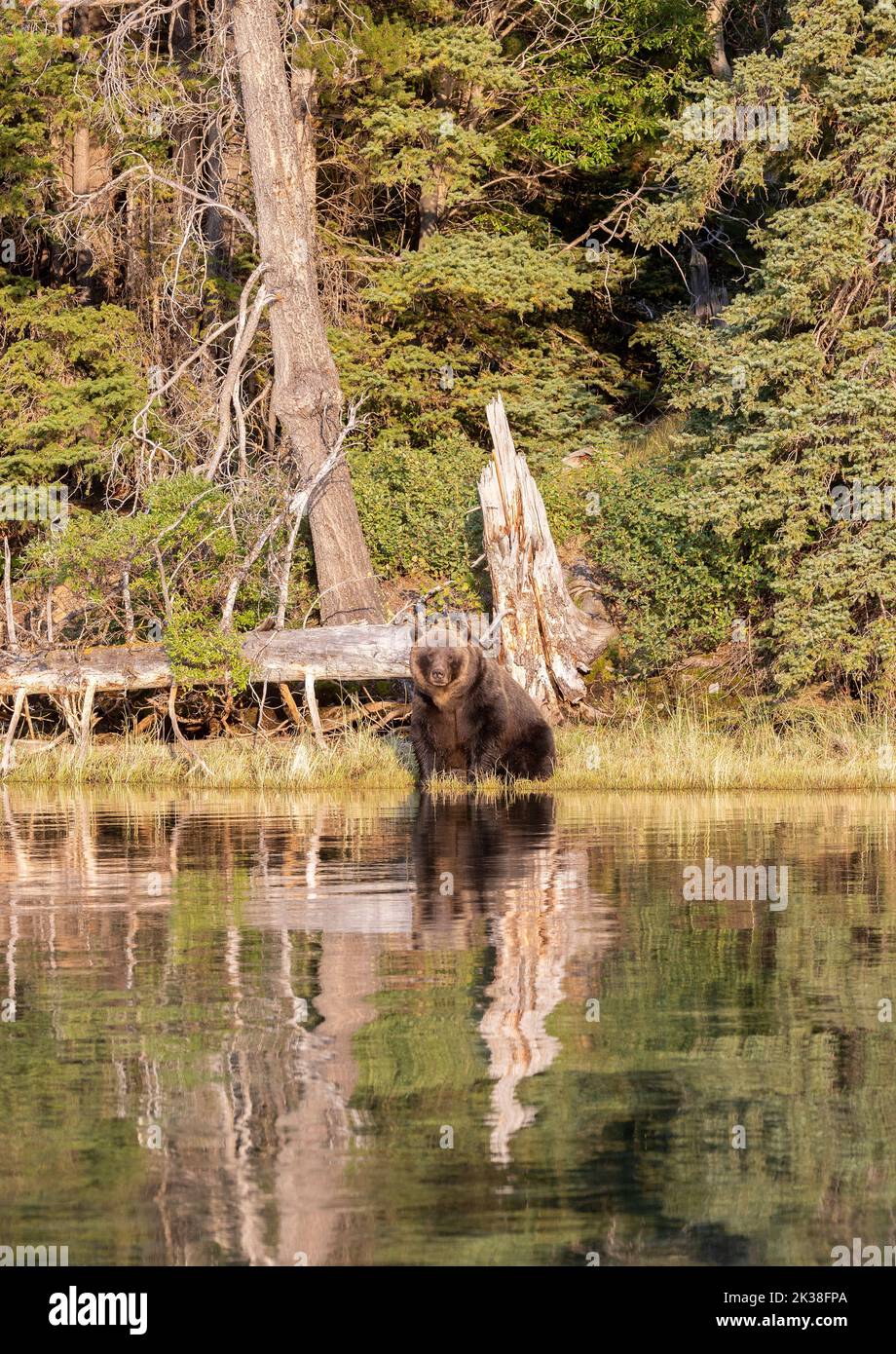 Grizzly Bear Sitting up on Shoreline Stock Photo