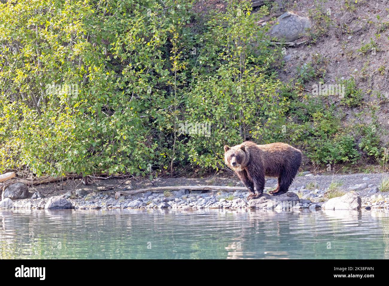 Grizzly Bear Balancing on Rock Stock Photo