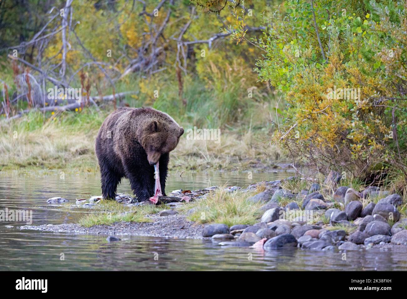 Grizzly Bear Eating Fish Stock Photo
