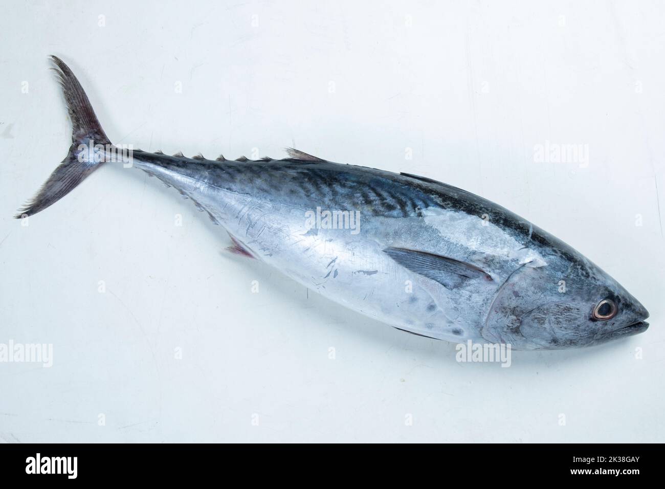 Yokowa (young Pacific bluefin tuna), Japanese Katsuo fish (bonito, skipjack tuna) Stock Photo