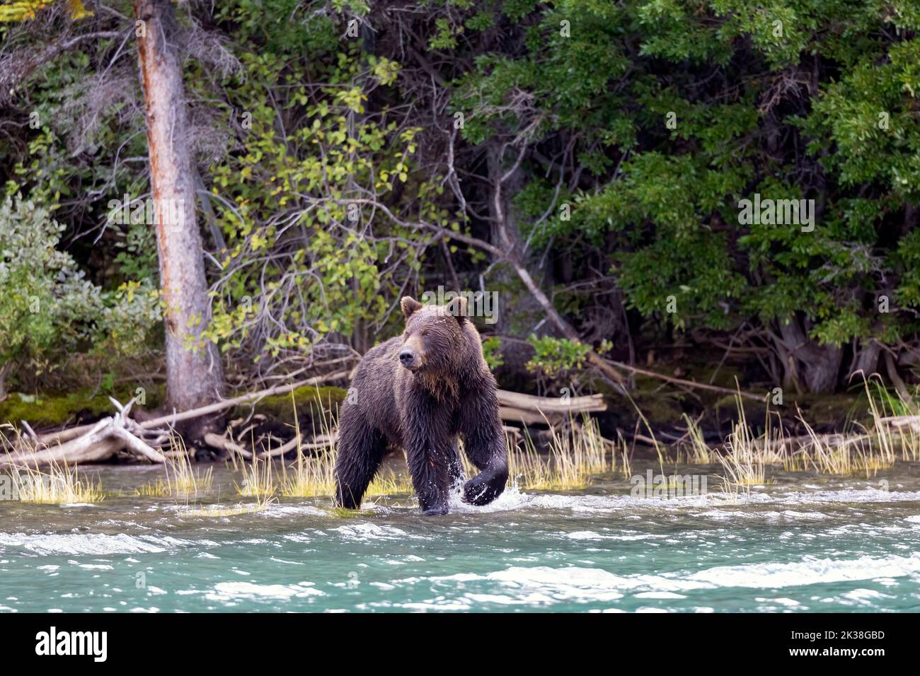 Grizzly Bear Entering River Stock Photo