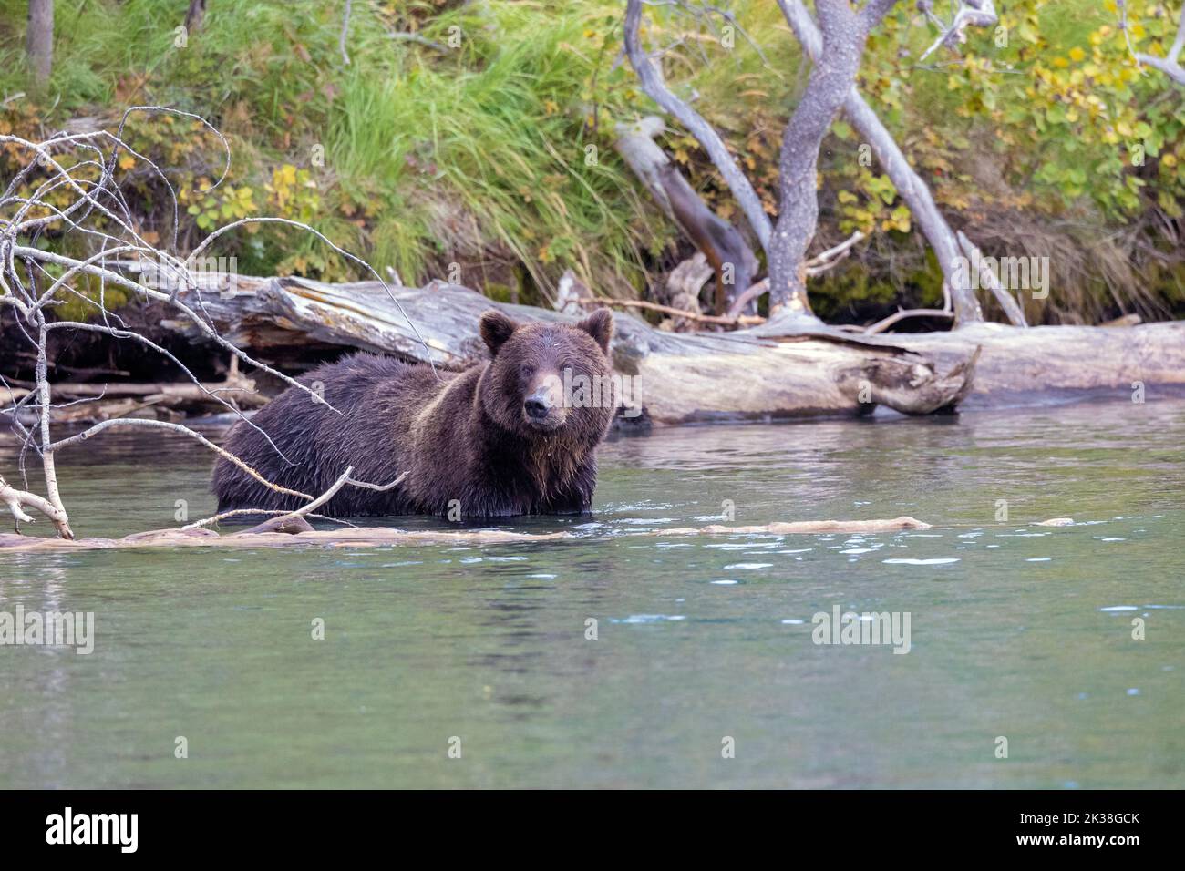 Grizzly Bear in Chilko River Stock Photo