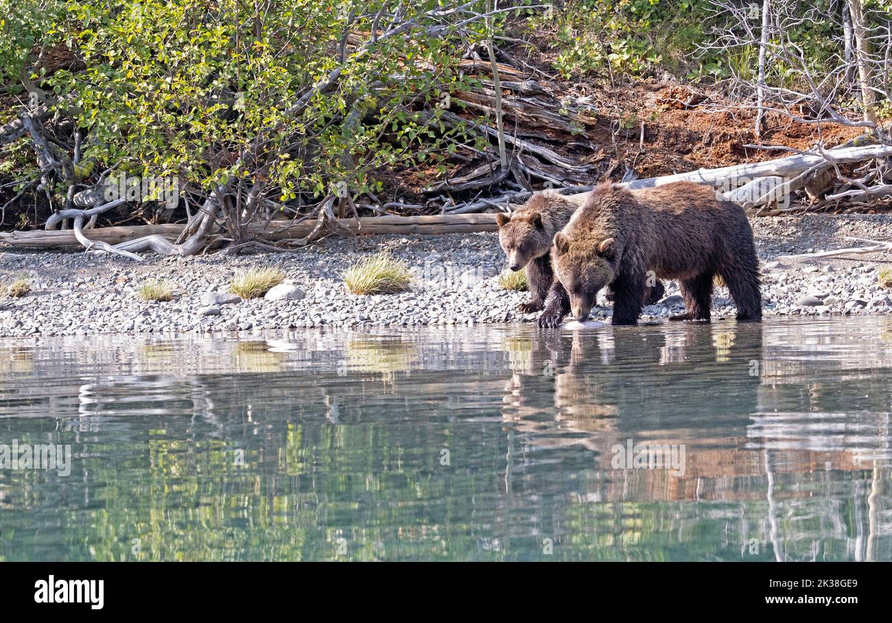 Grizzly Sow and Cub Stock Photo