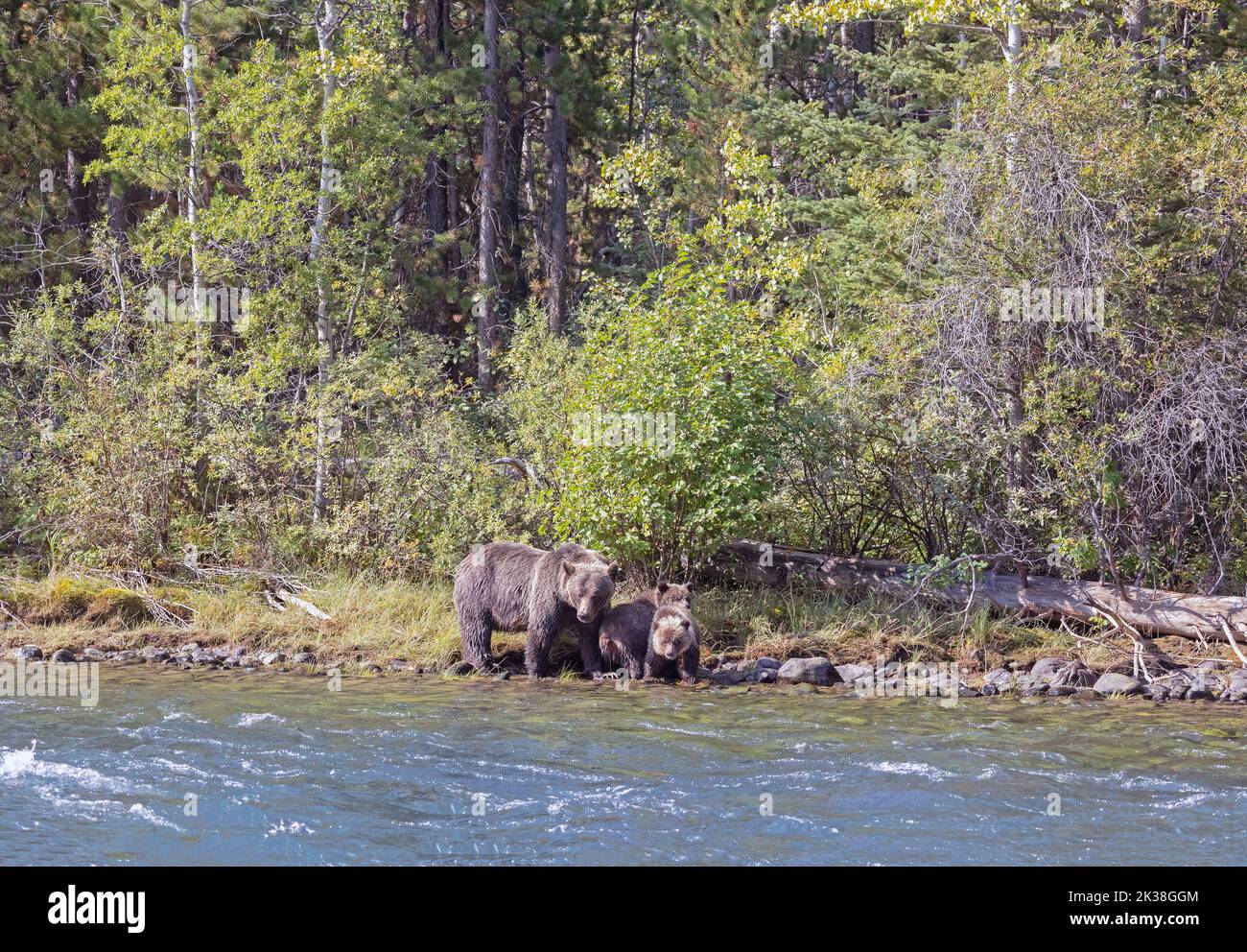 Grizzly Sow and Three Cubs on Shoreline Stock Photo