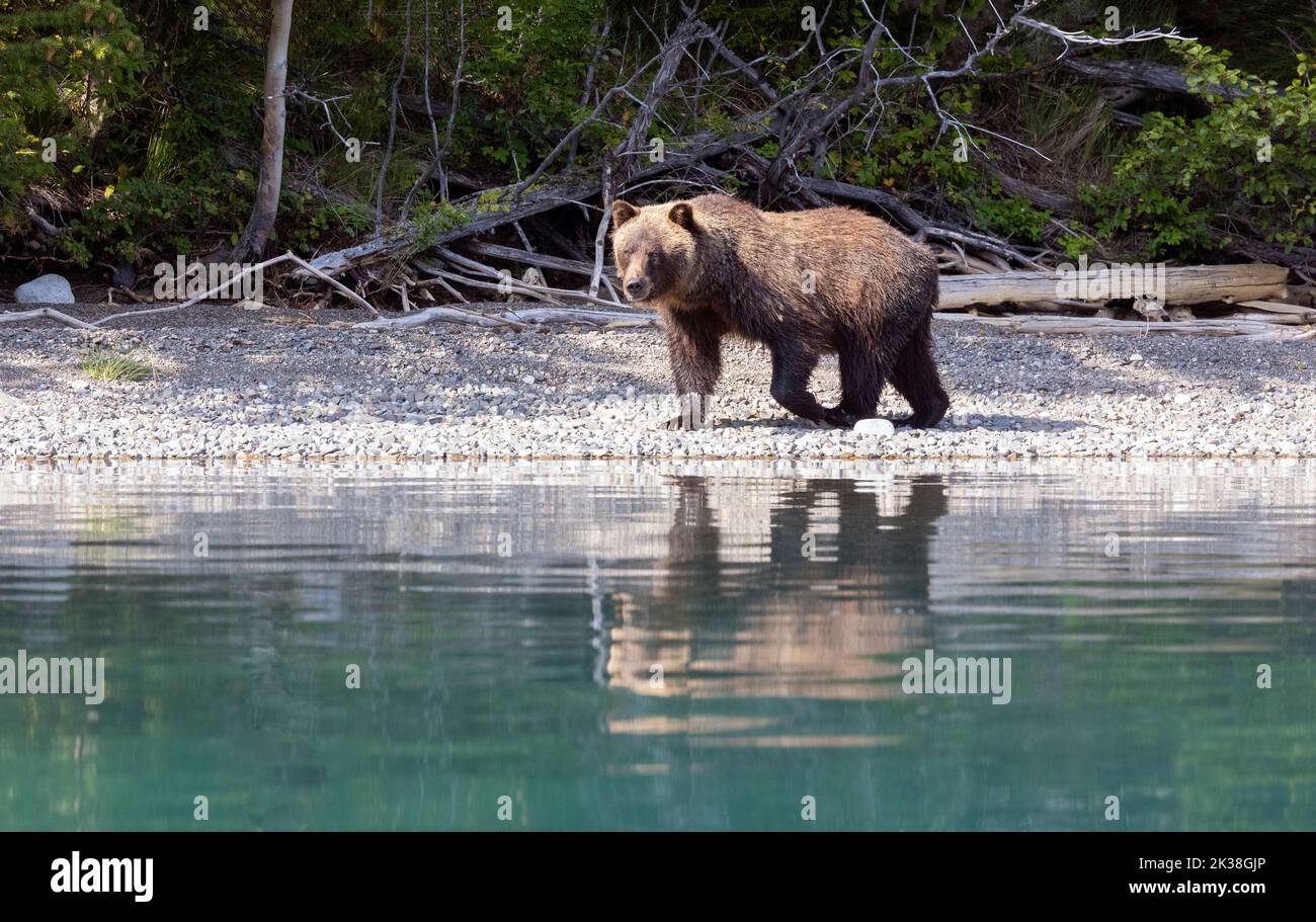 Grizzly Bear Walking Along Shoreline Reflection Stock Photo