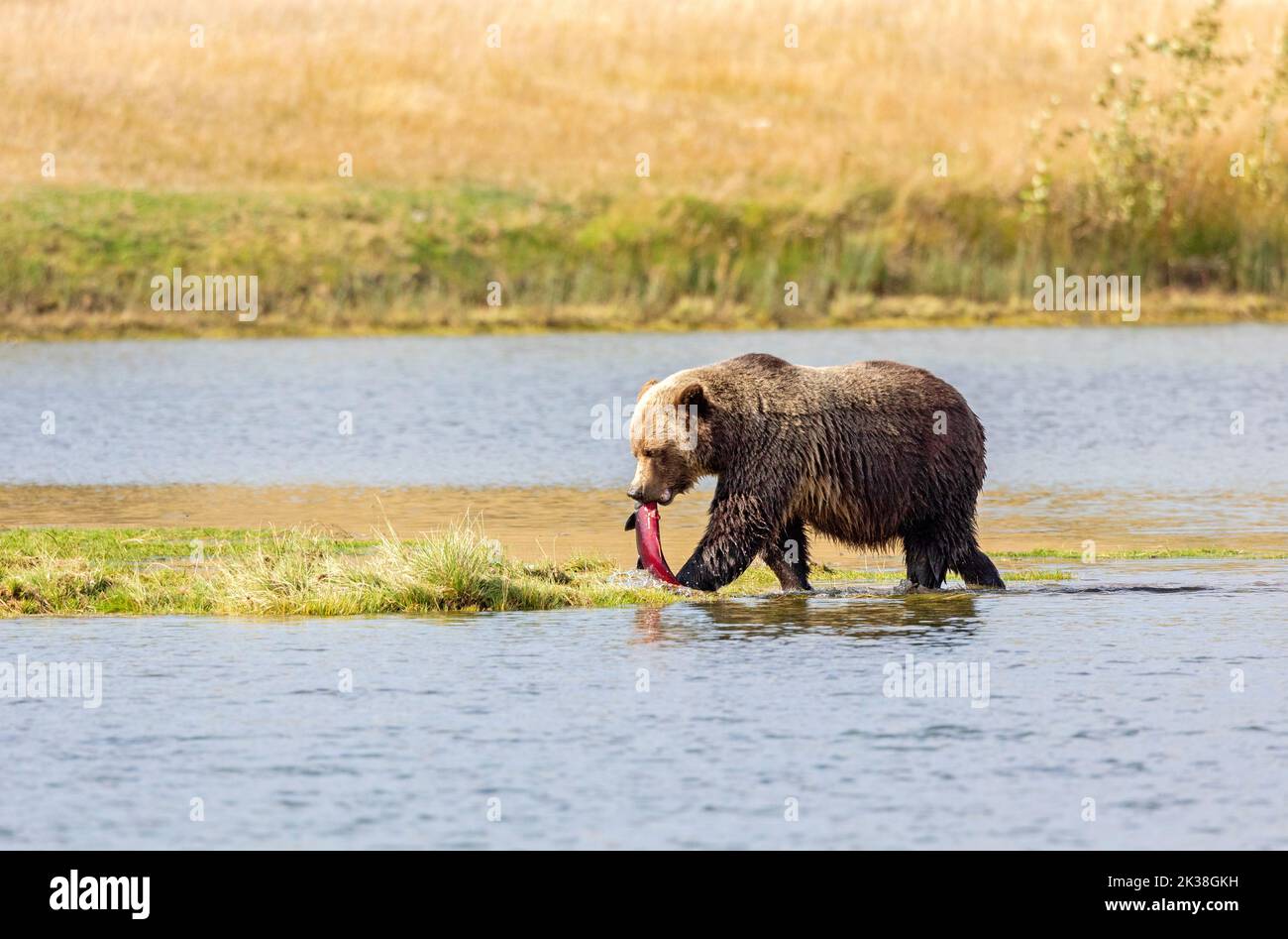 Grizzly Bear with Salmon Stock Photo