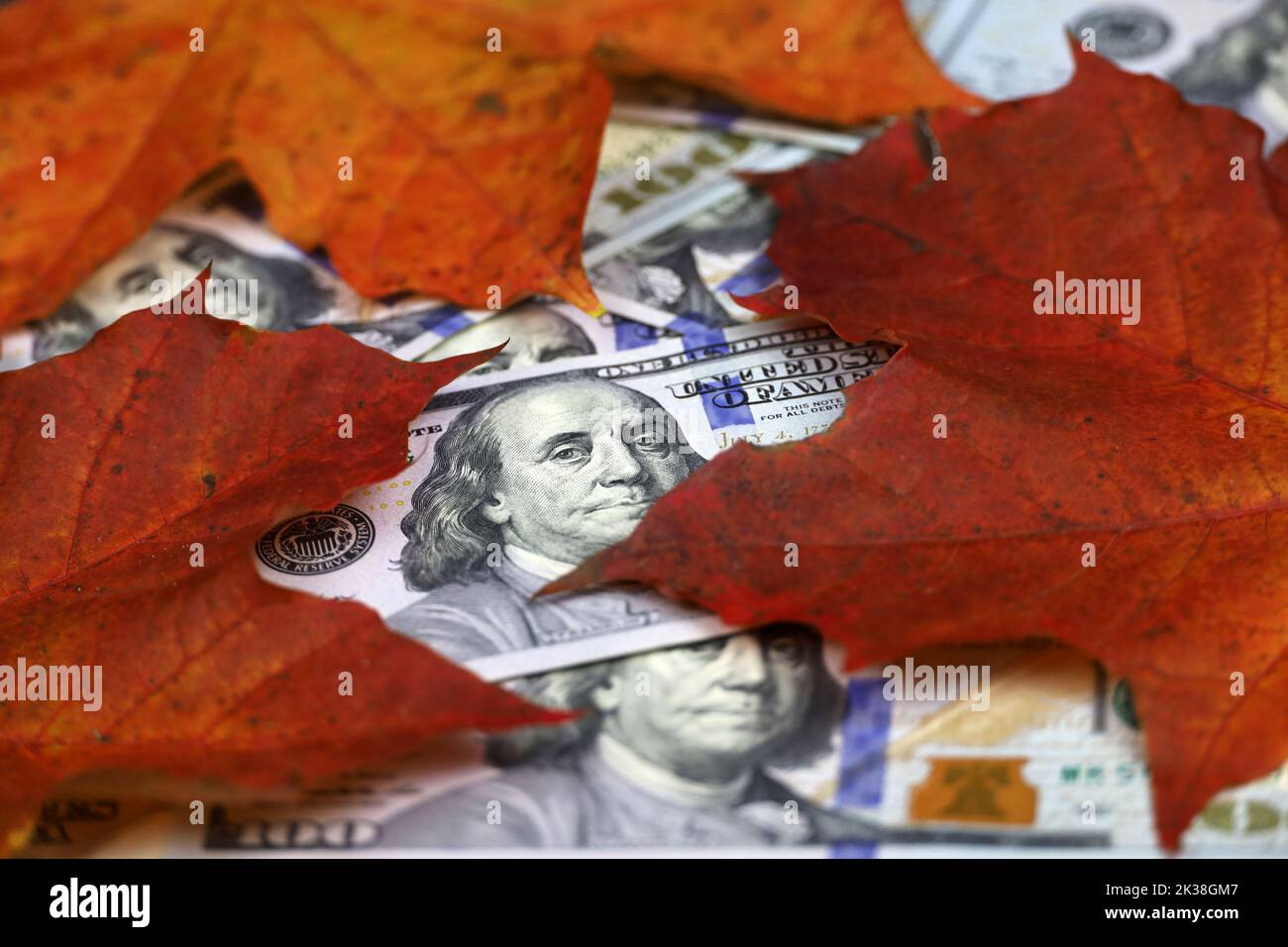 US dollar banknotes covered with red and orange maple leaves. American economy at autumn, dollar rate Stock Photo