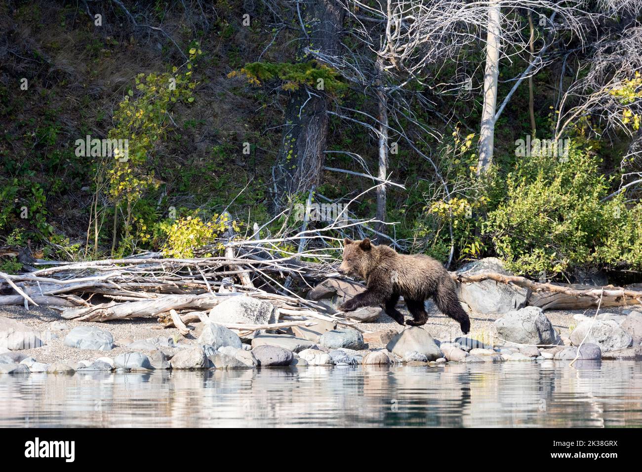 Grizzly Bear Cub Running along Shoreline Stock Photo