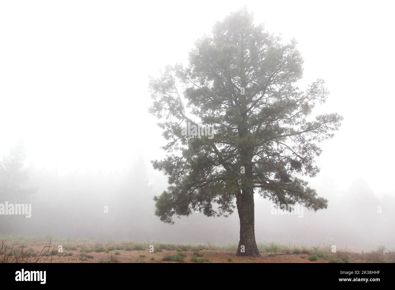 The lonely tree in the foggy meadow Stock Photo - Alamy