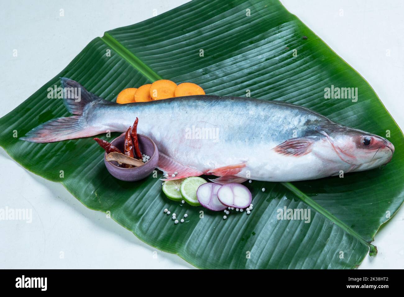 Pangasius, Pangas catfish fresh water fish Stock Photo