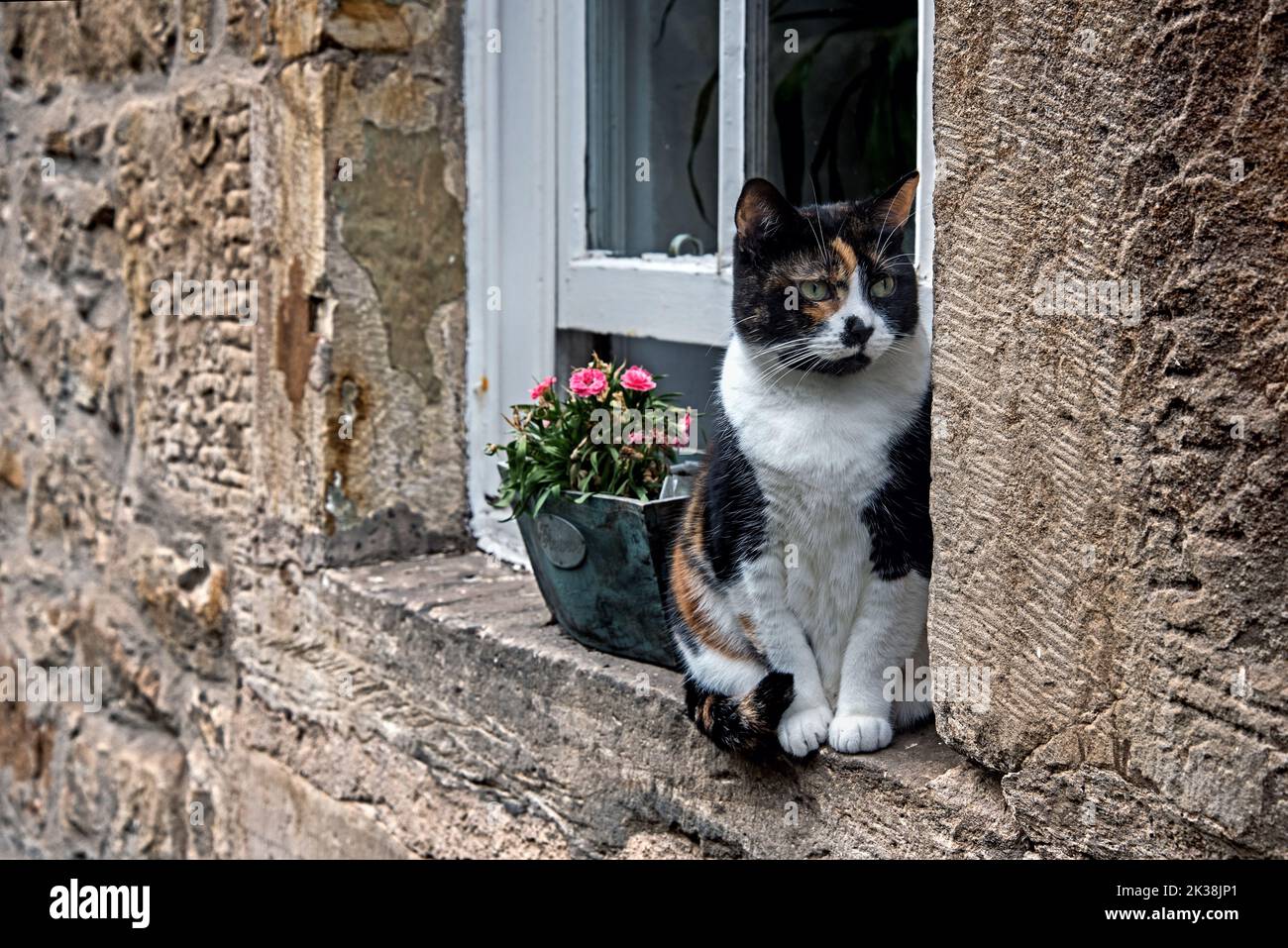 Tortoiseshell cat sitting on a windowsill in the Dean Village ...