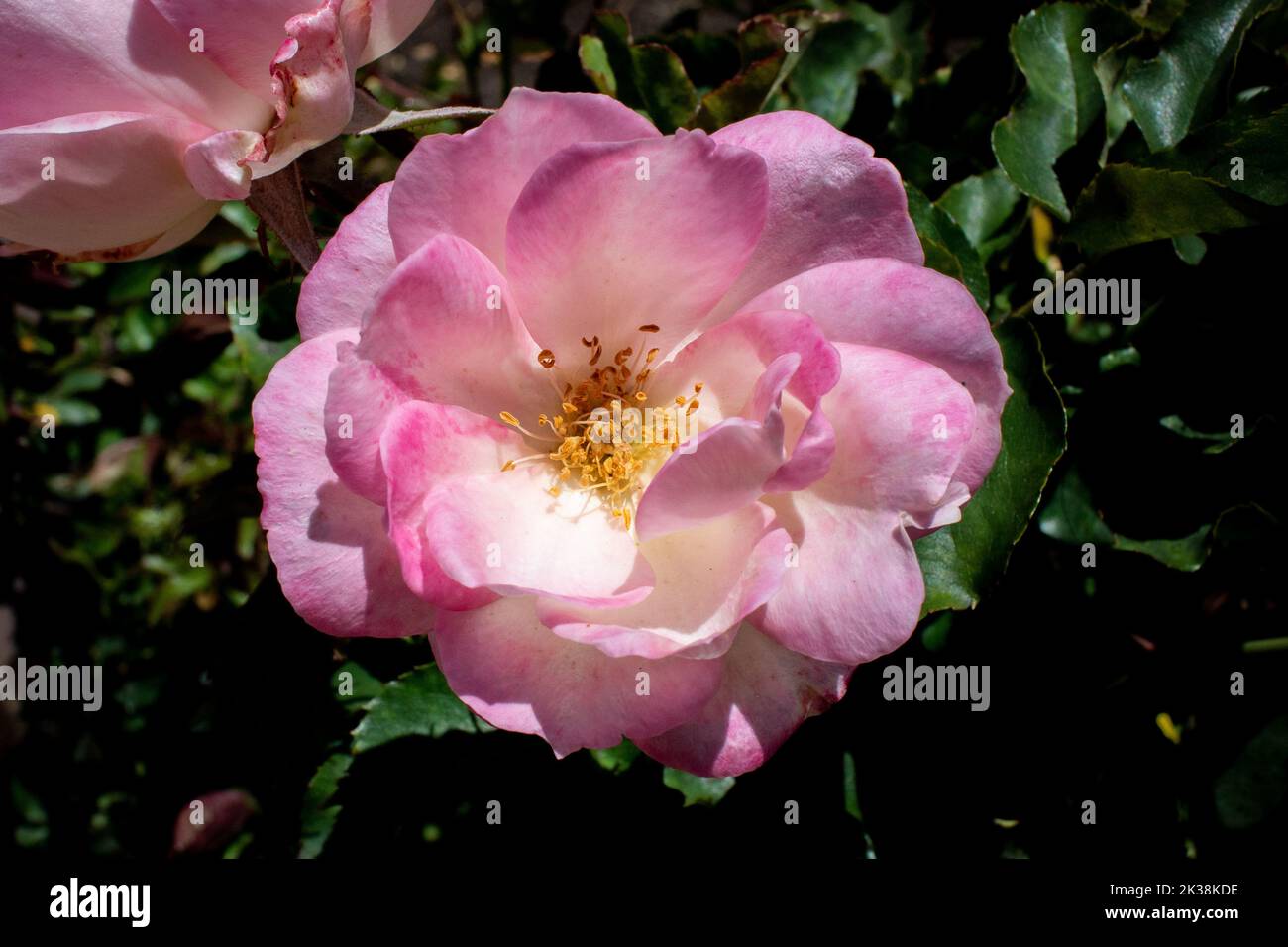 Beautiful pink China Rose in a natural habitat in full bloom Stock Photo