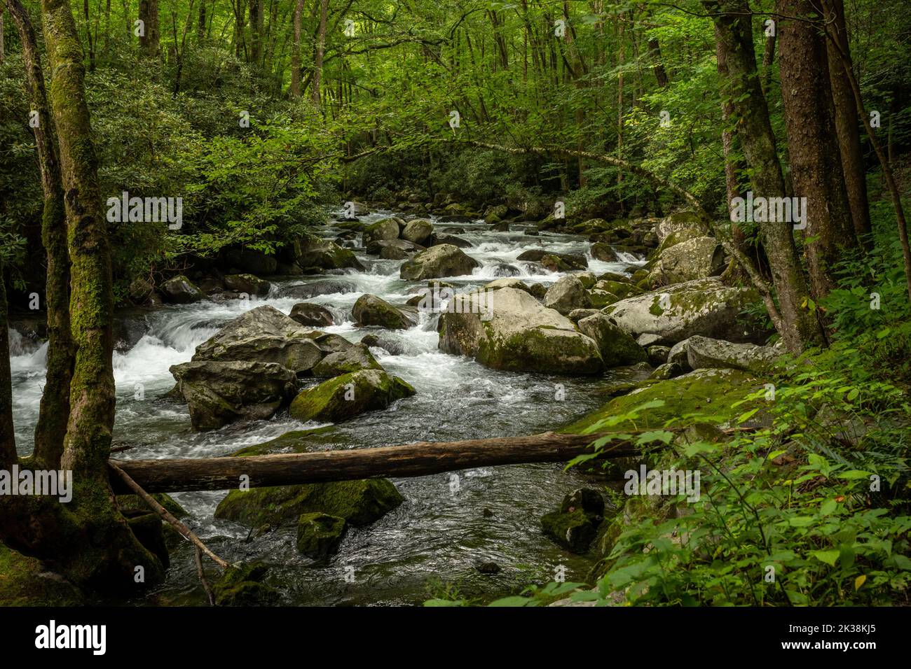 Shades of Green Along Big Creek in Great Smoky Mountains National Park Stock Photo