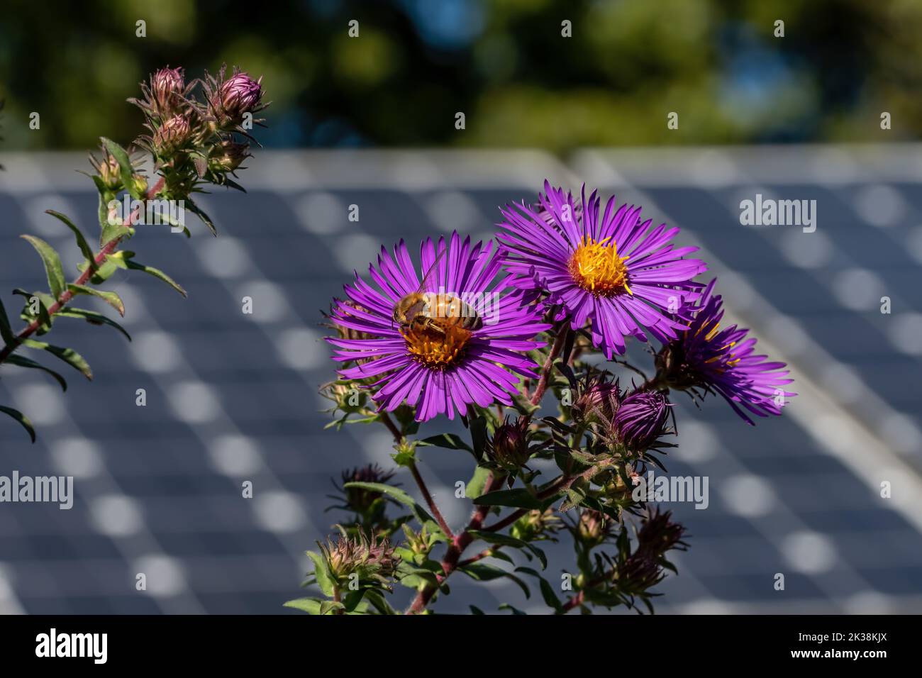Honey bee on New England Aster flower in a butterfly garden against a backdrop of solar panels on a bright summer’s day. Stock Photo