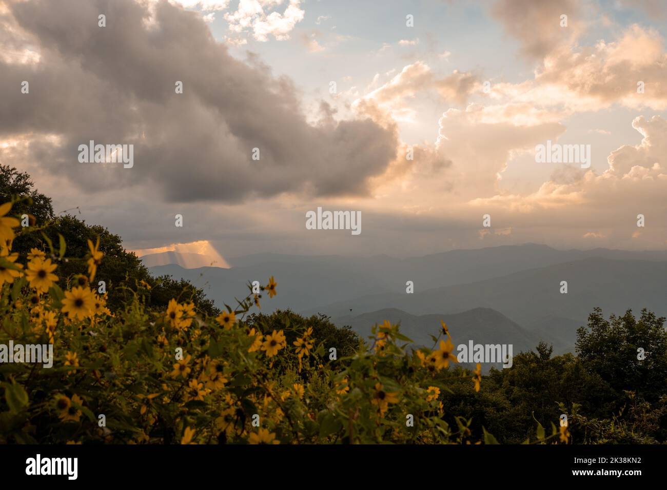 Shaft of Light Breaks Through Thick Clouds With Sunflowers In The Foreground along Balsam Mountain Road Stock Photo
