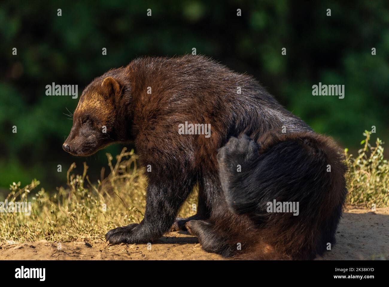 Wolverine with forest background hi-res stock photography and images - Page 2 - Alamy Wolverine with forest background hi-res stock photography and images - Page 2 - Alamy