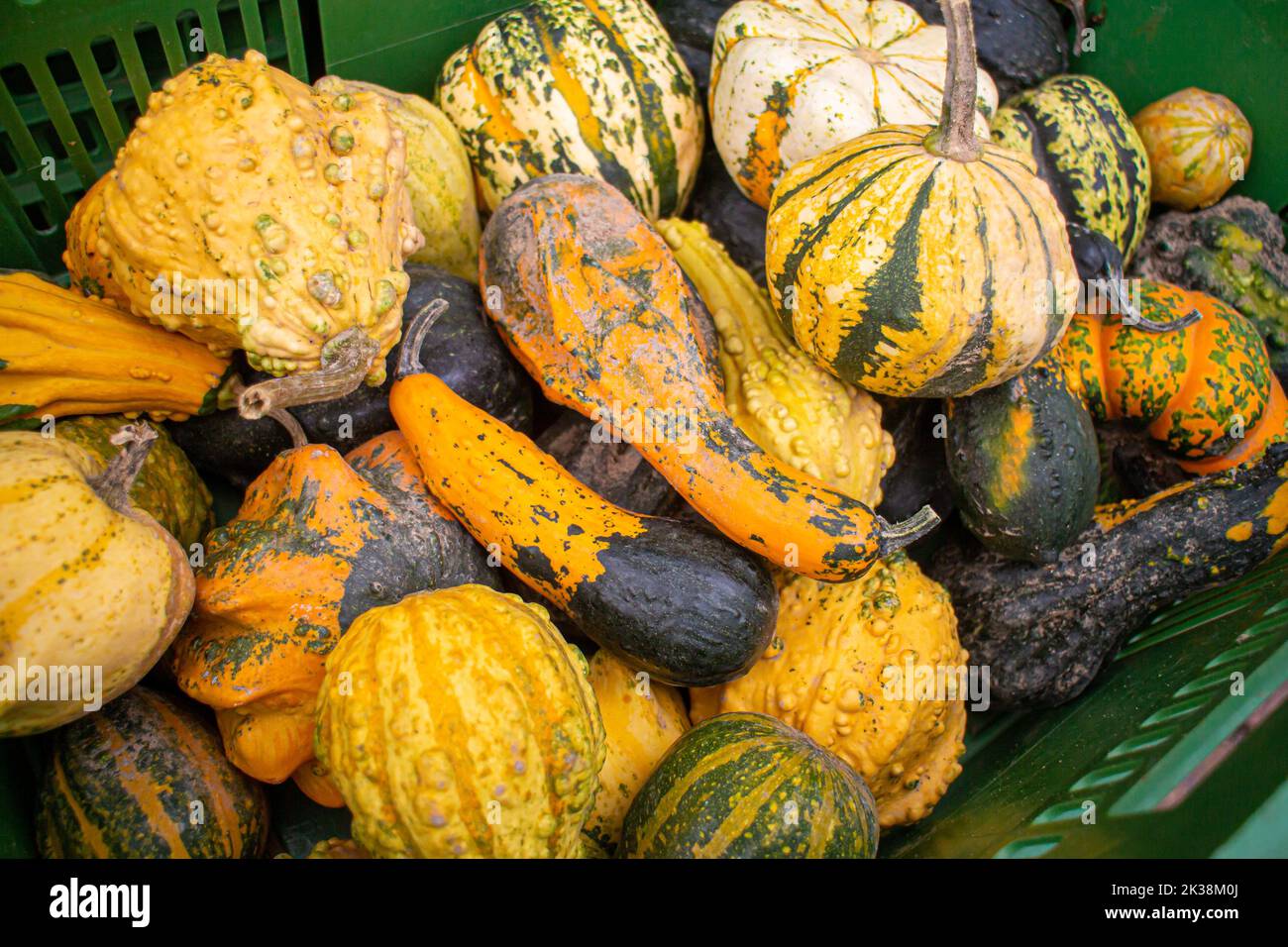 different types of ornamental pumpkins on a regional seasonal market in autumn with local products in Germany, called 'Herbstmarkt' (transl. autumn ma Stock Photo