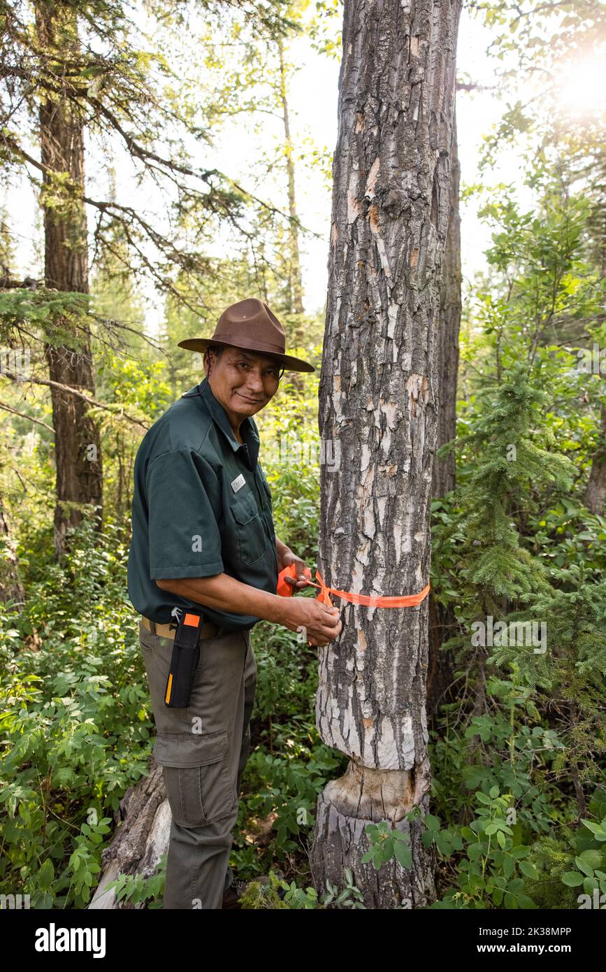 Portrait of ranger marking tree with orange tape Stock Photo Alamy