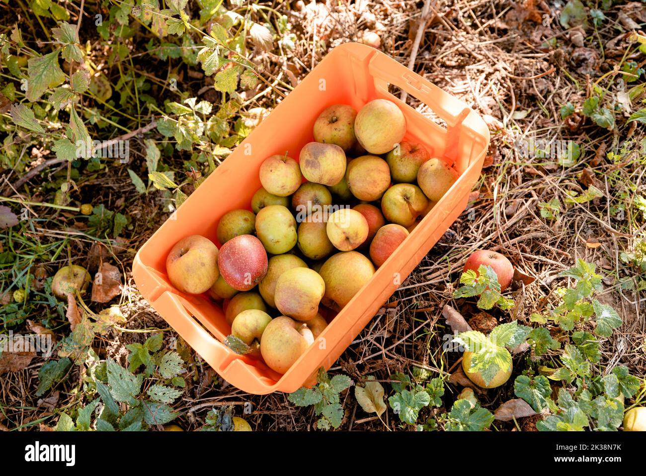 Crate of apples standing on floor Stock Photo