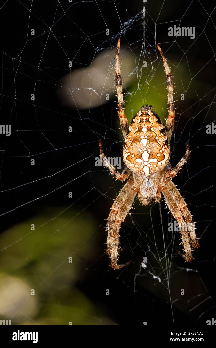 A cross spider on a dark background weaves a sticky web for its hunting. Closeup, vertical image. Stock Photo
