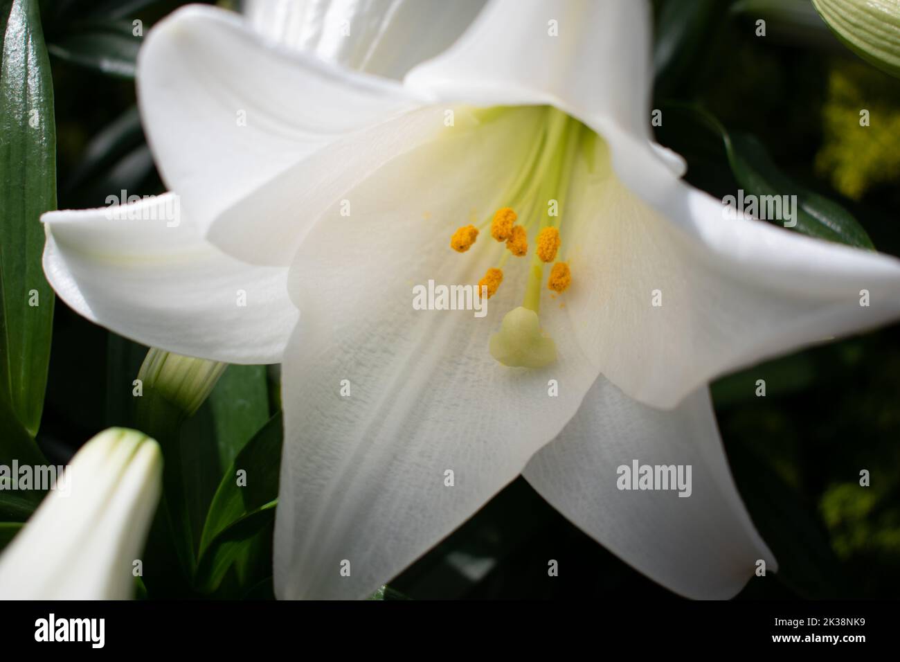 Close up of a Lily flower, visible pollen Stock Photo