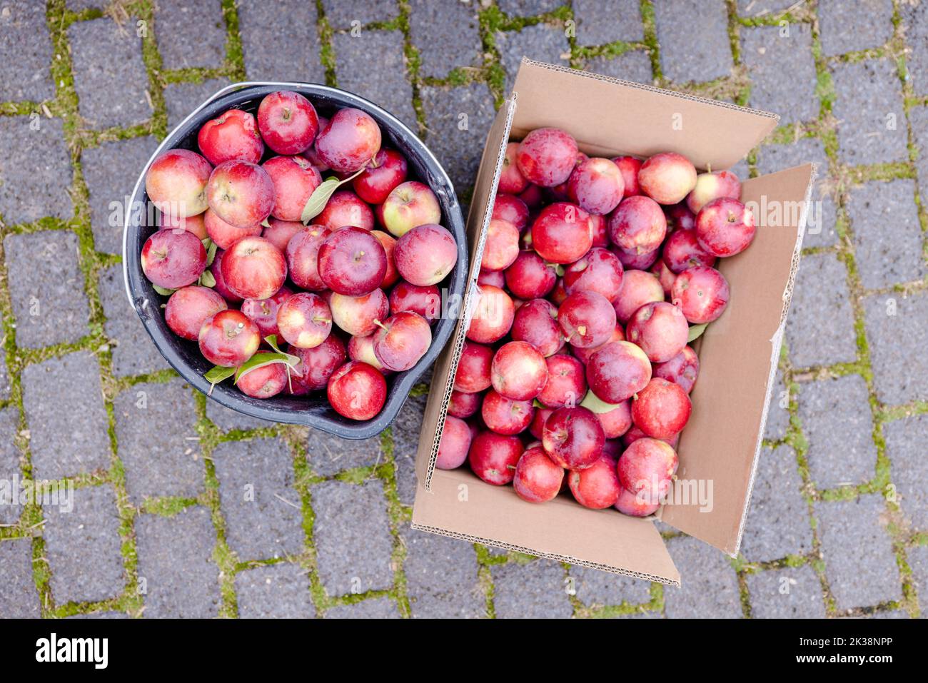 Two crates of freshly harvested apples Stock Photo