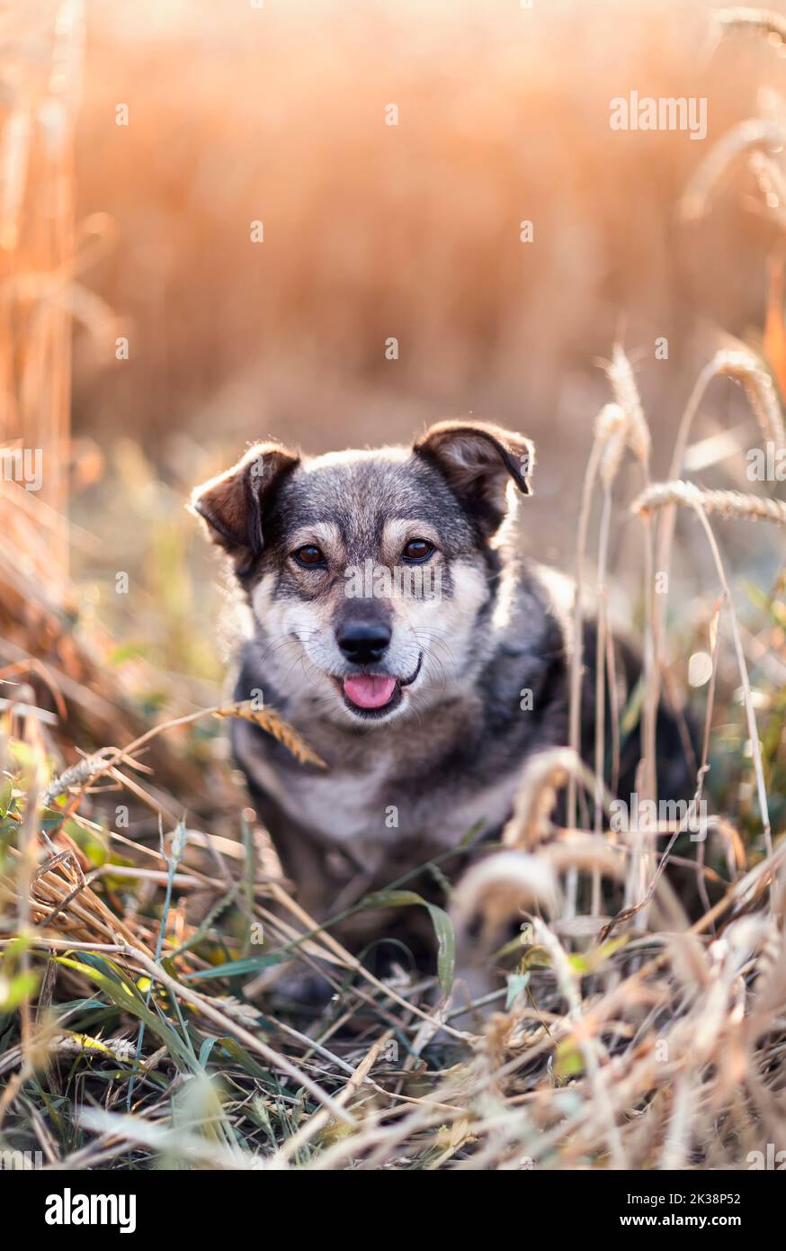 vertica cute dog sitting on a field of ripe wheat ears on a sunny summer day and smiling Stock Photo