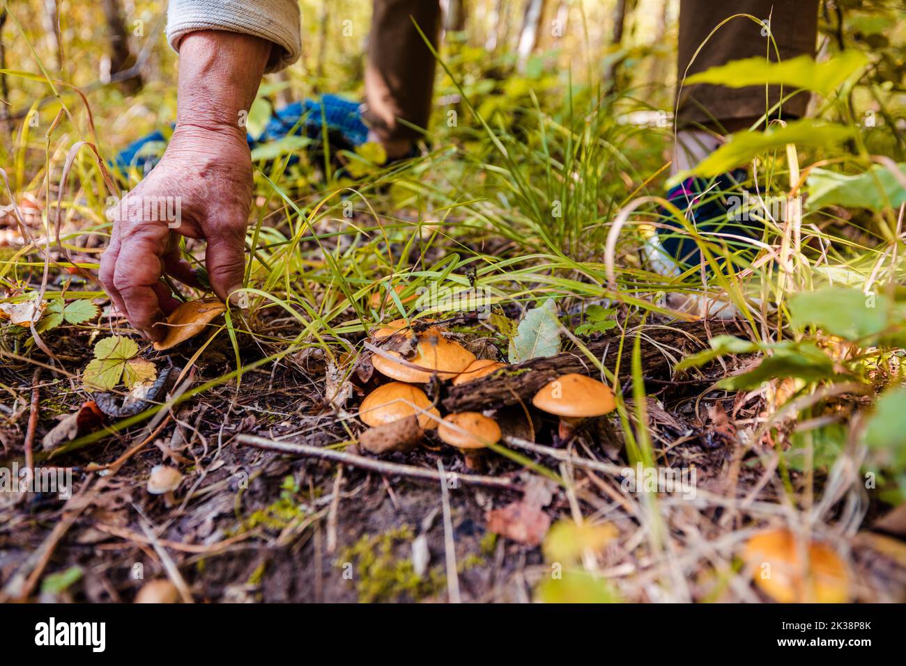 Woman collecting mushrooms in autumn forest Stock Photo