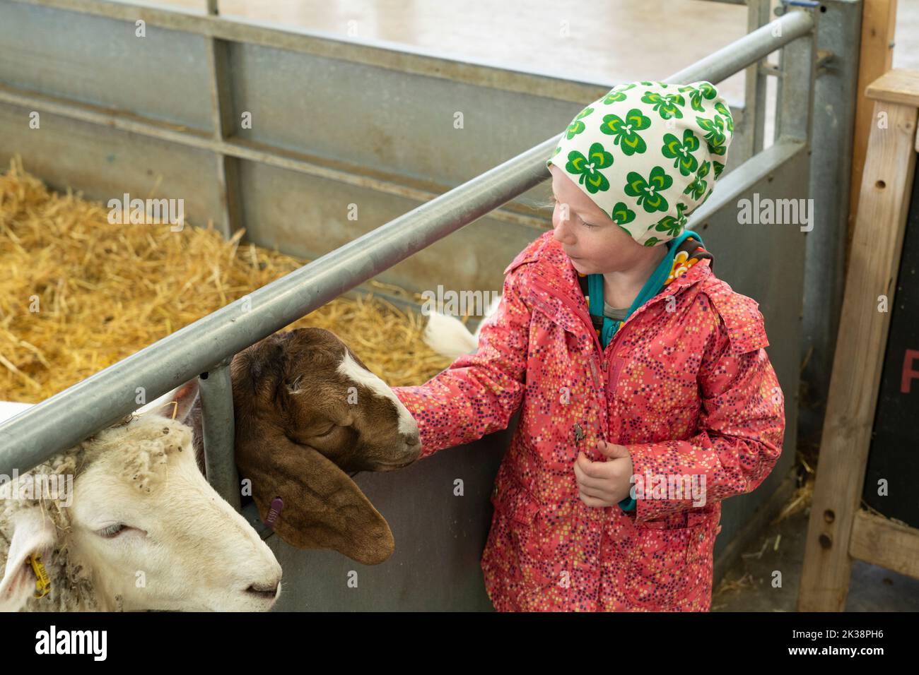 A little girl having fun feeding a rare breed sheep with food pellets at Adams Farm, Cotswold Farm Park, Gloucestershire, UK Stock Photo