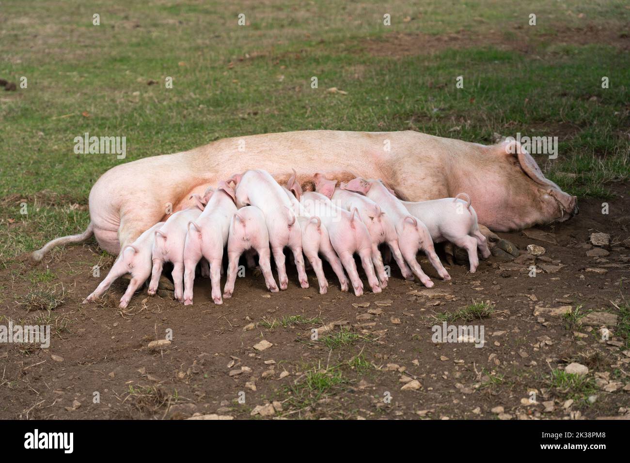 Piglets feeding / drinking from sow on the rare breeds trail at Adams