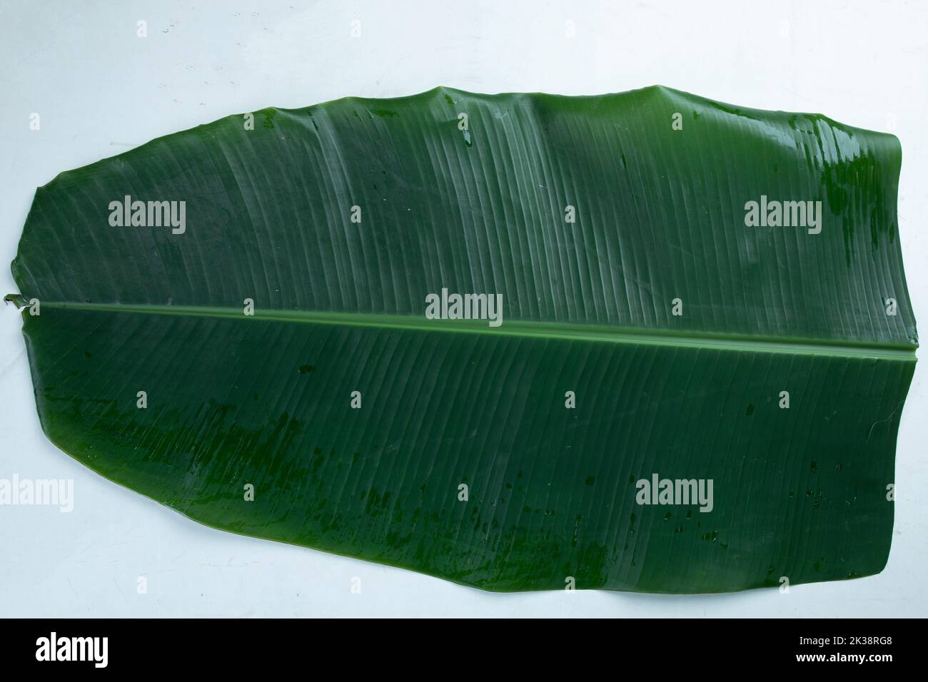 Fresh whole banana leaf isolated on white background Stock Photo - Alamy
