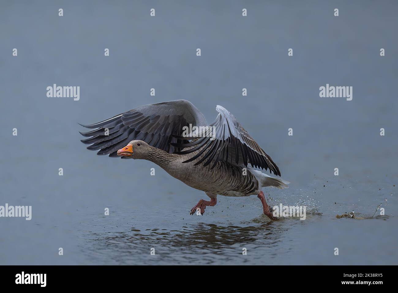 Greylag Goose Anser anser taking flight over water at Cley on the North Norfolk coast, UK Stock Photo