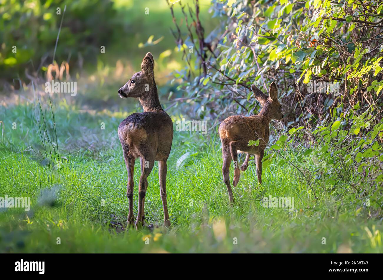 A Doe Roe Deer Capreolus capreolus with a kid in a North Norfolk woodland edge, UK Stock Photo