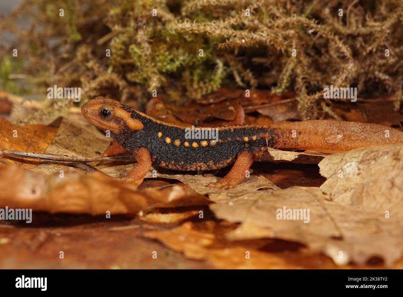 Closeup on a juvenile endangered, colorful orange Asian Mandarine newt , Tylototriton shanjing on the forest floor Stock Photo