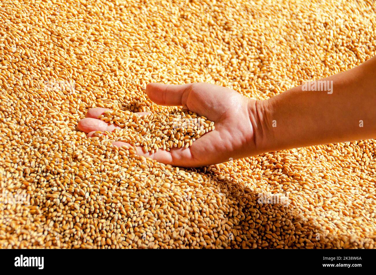 Hand with pouring grain. Golden harvest of autumn. Grain export from Ukraine Stock Photo