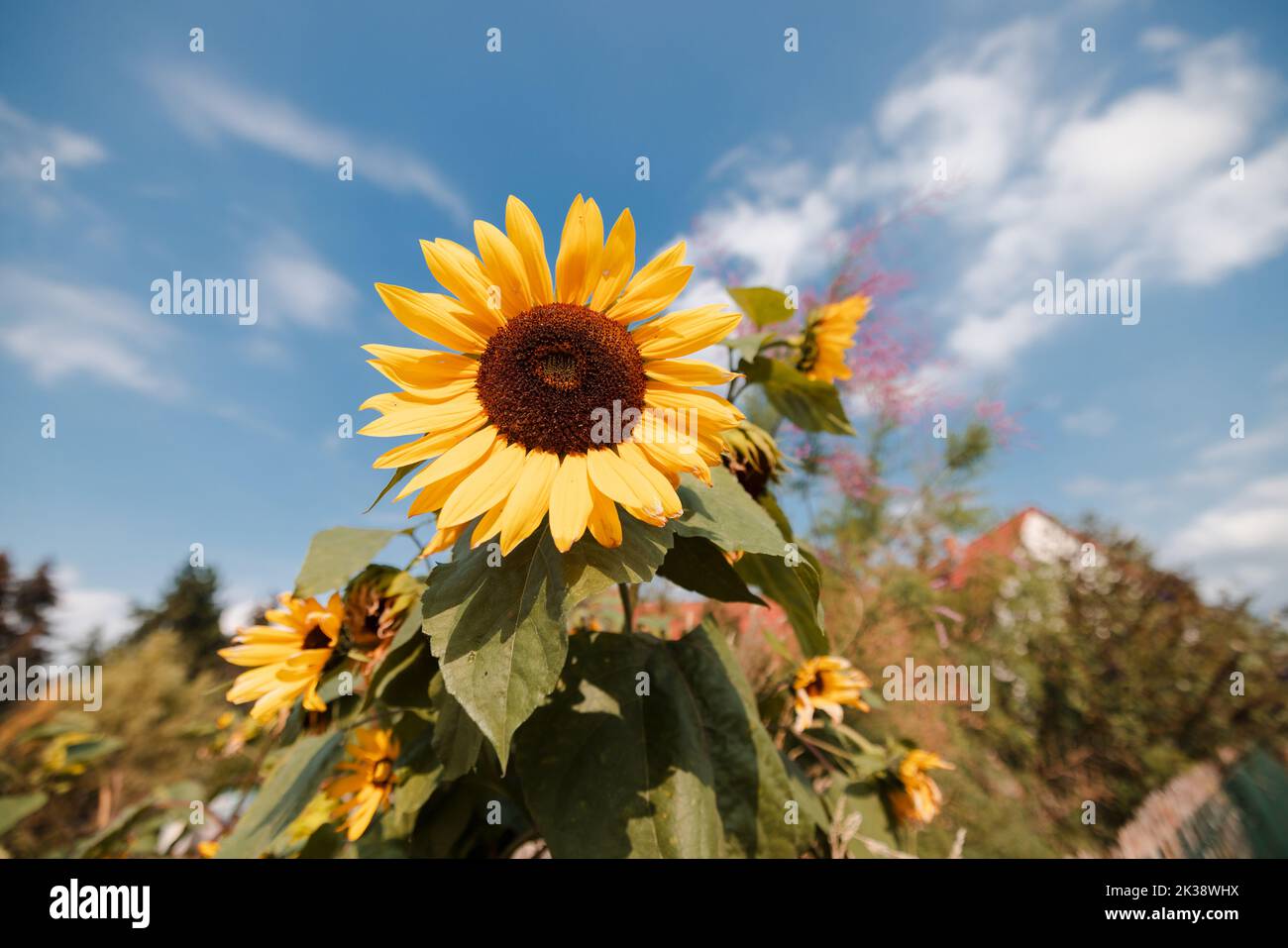 Sunflower in rural garden during fall Stock Photo