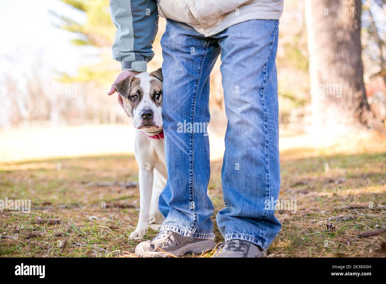 A shy mixed breed dog hiding behind a person with a nervous expression on its face Stock Photo