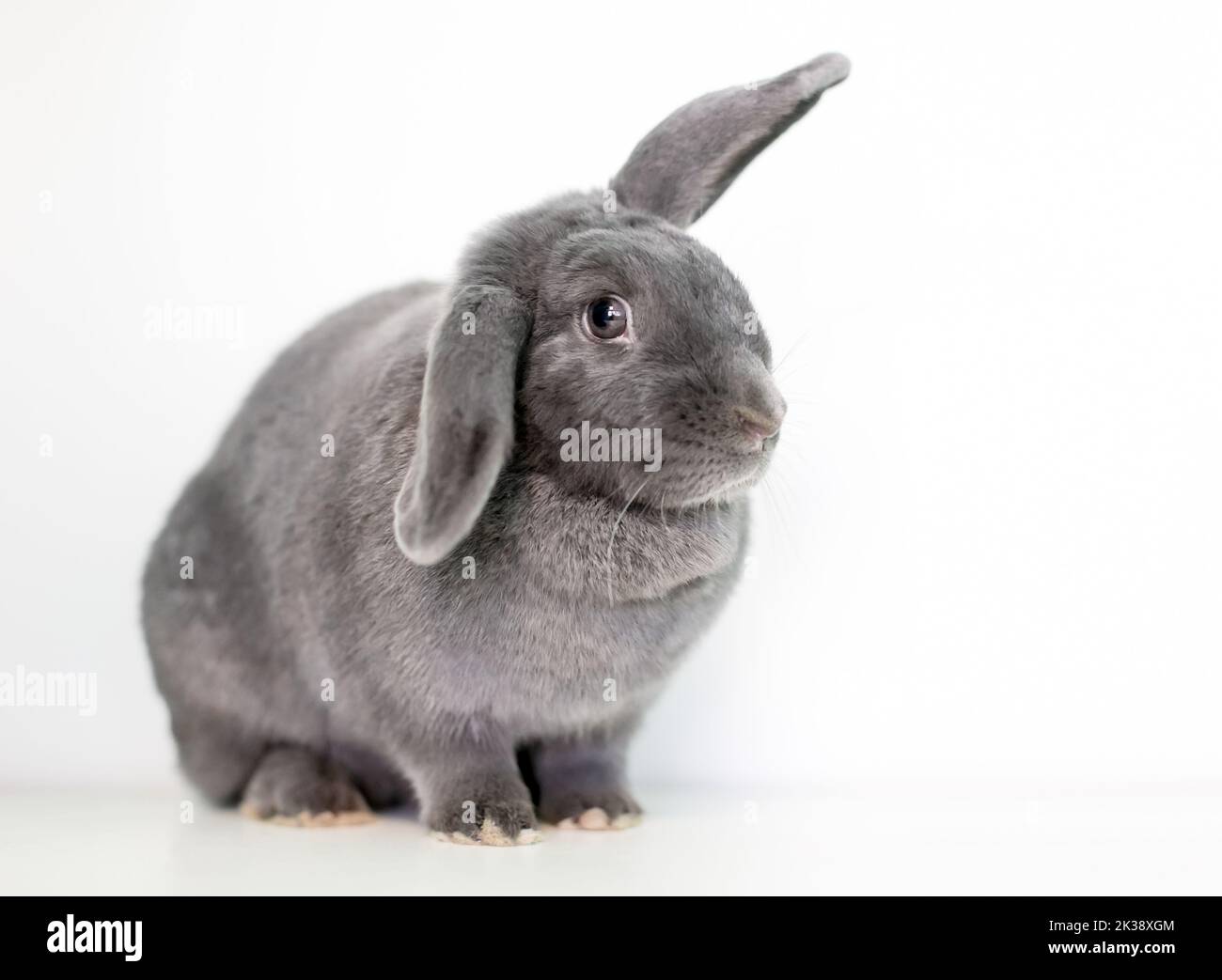 A gray pet rabbit holding its ears in a half lop position Stock Photo