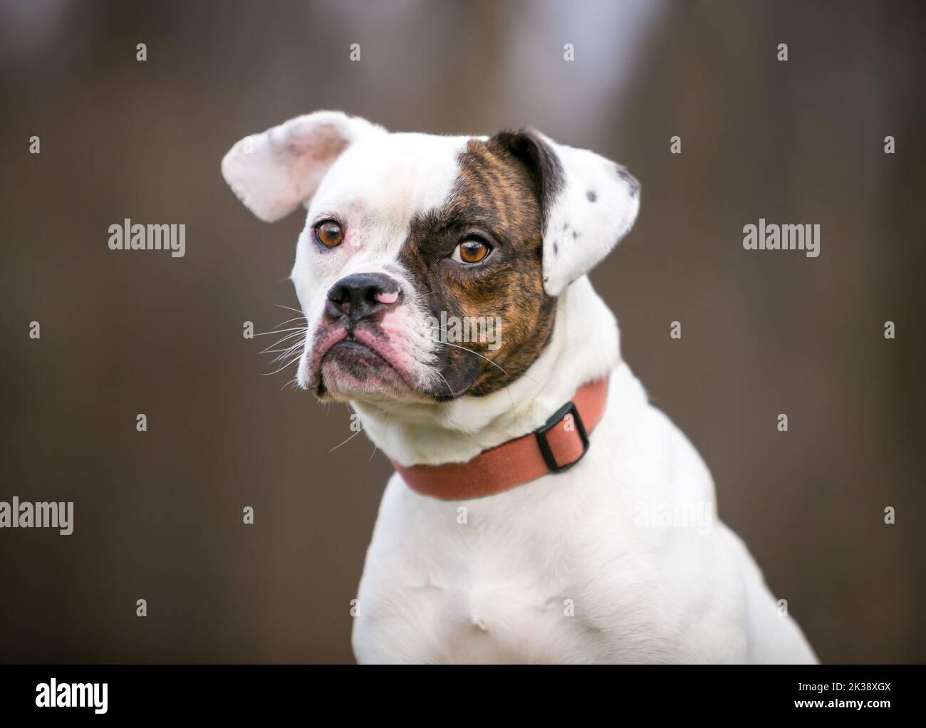 A Pug x Beagle x Bulldog mixed breed dog looking sideways at the camera Stock Photo