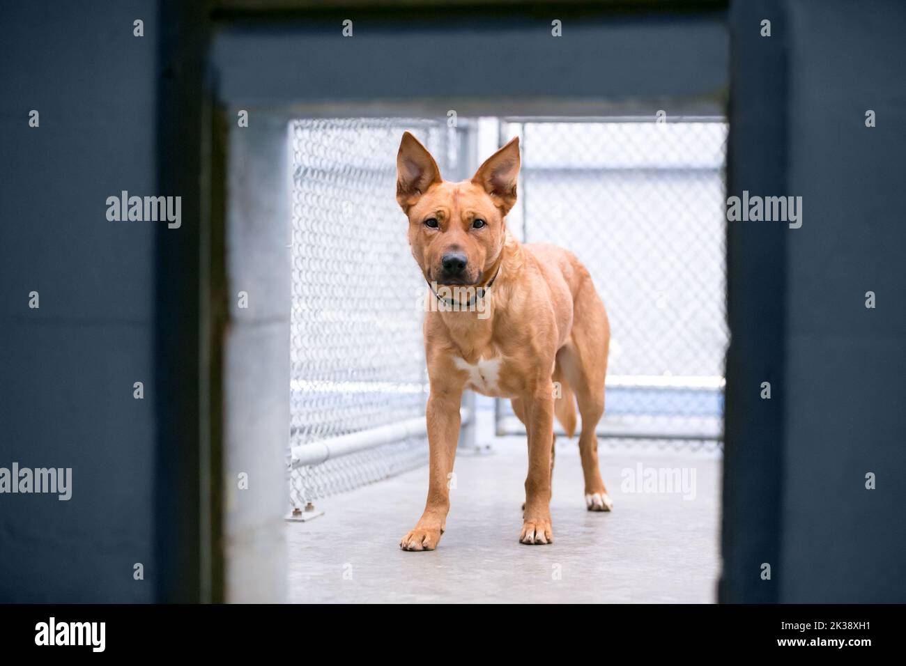 A nervous mixed breed dog in an animal shelter kennel Stock Photo