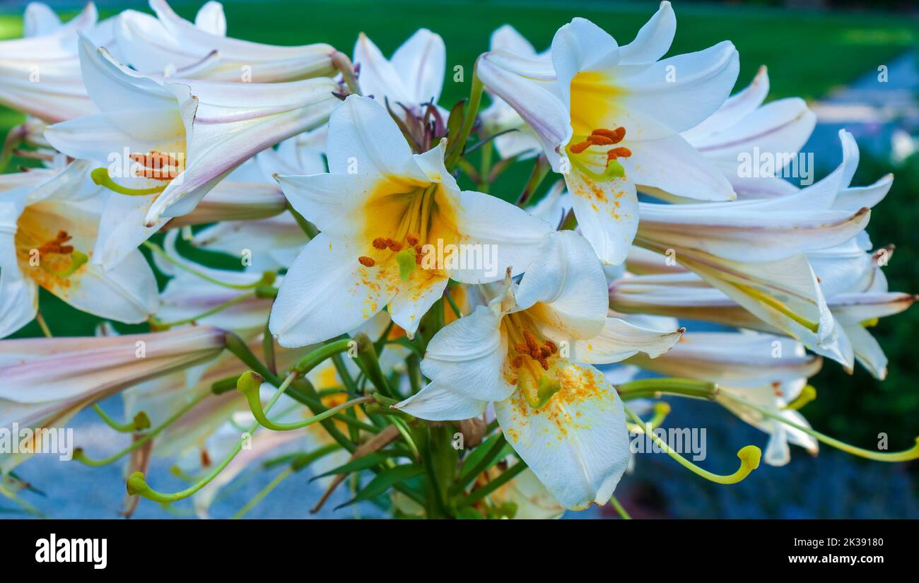 Lilium 'Regale' (Trumpet Lily).  Eleanor Cabot Bradley Estate, in Canton, MA Stock Photo