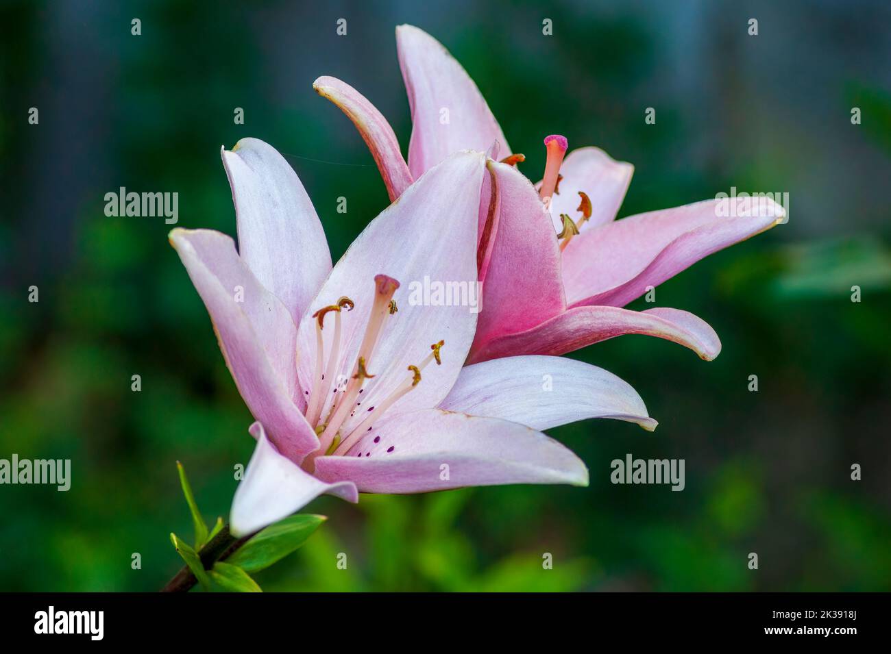 Lily arbatax hi-res stock photography and images - Alamy