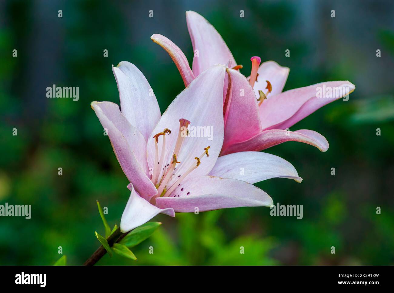 Pink Lilies, Lilium 'Arbatax' (LongiflorumAsiatic Lily). Formal garden at the Eleanor Cabot