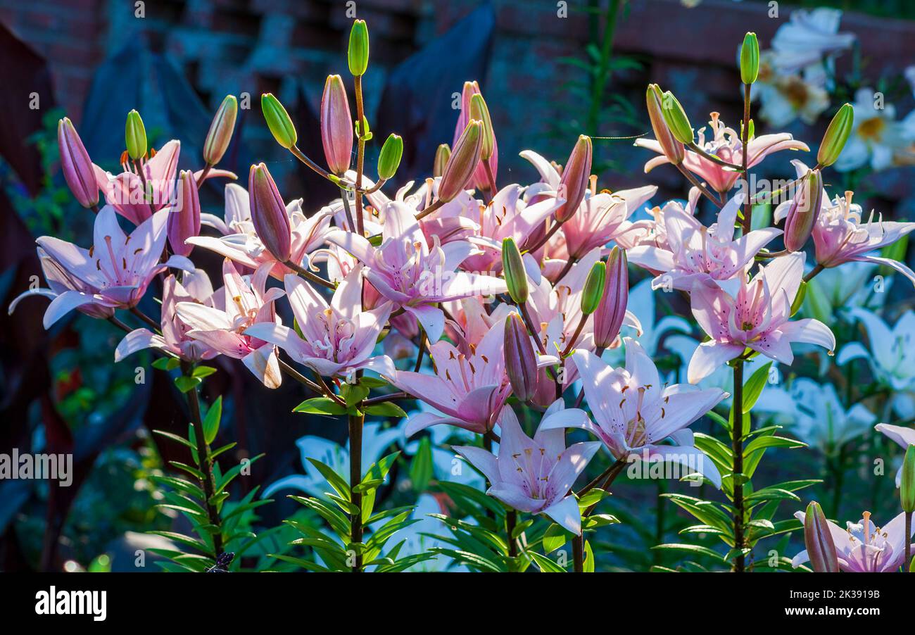 Pink Lilies, Lilium 'Arbatax' (LongiflorumAsiatic Lily). Formal garden