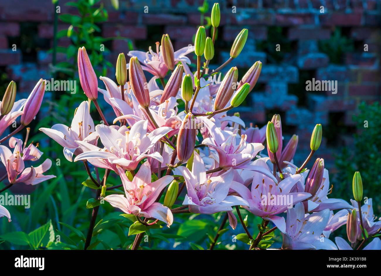 Pink Lilies, Lilium 'Arbatax' (LongiflorumAsiatic Lily). Formal garden at the Eleanor Cabot