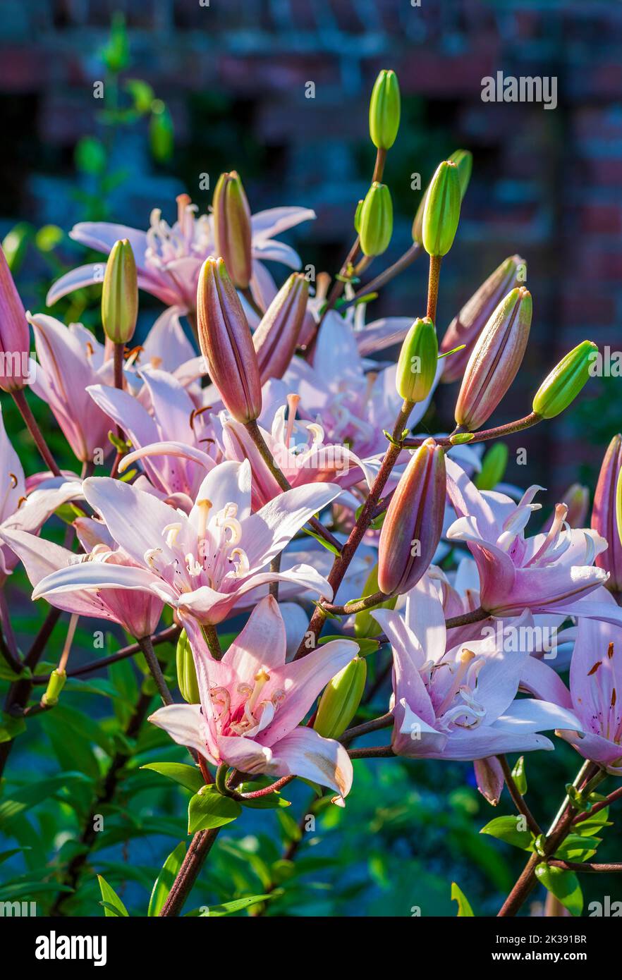 Pink Lilies, Lilium 'Arbatax' (LongiflorumAsiatic Lily). Formal garden at the Eleanor Cabot