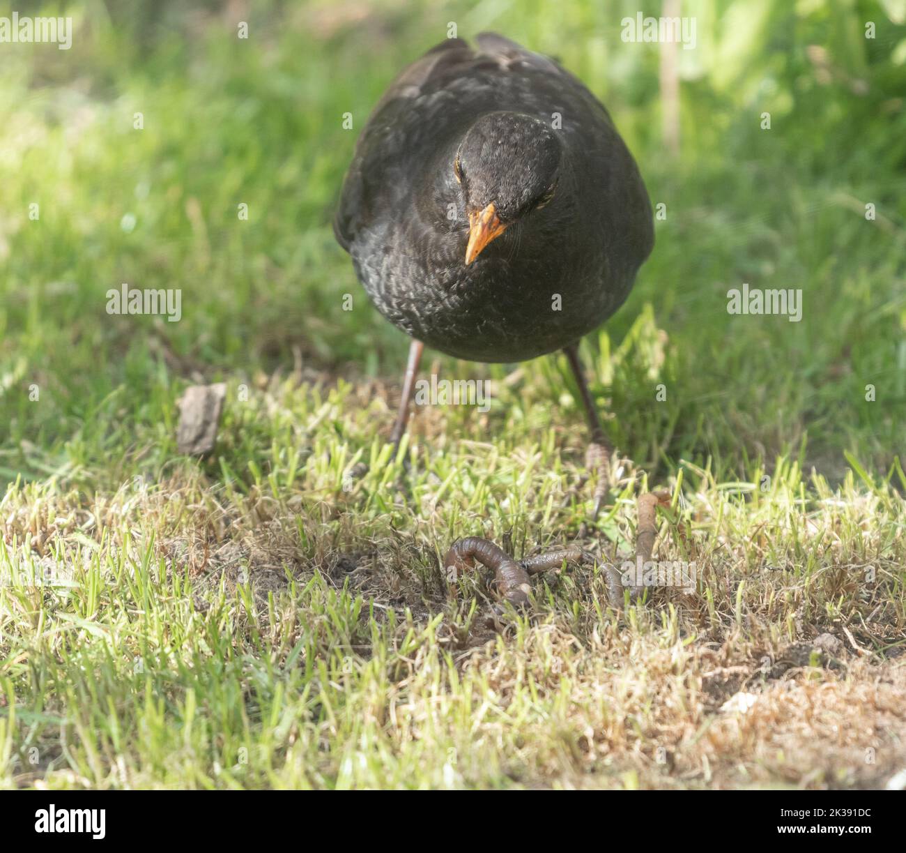 A male common blackbird UK (Turdus merula) with a worm in a Yorkshire garden in England. Stock Photo